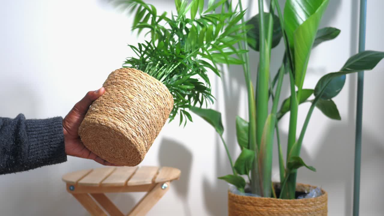 Indoor Plants in Decorative Pots