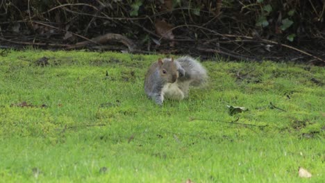 Eichhörnchen-Schnüffelt-Grünes-Gras-Auf-Der-Suche-Nach-Nüssen-Und-Kratzt-Dann-An-Der-Seite-Mit-Dem-Hinterbein-Tageszeit-Uk-North-London-Borehamwood