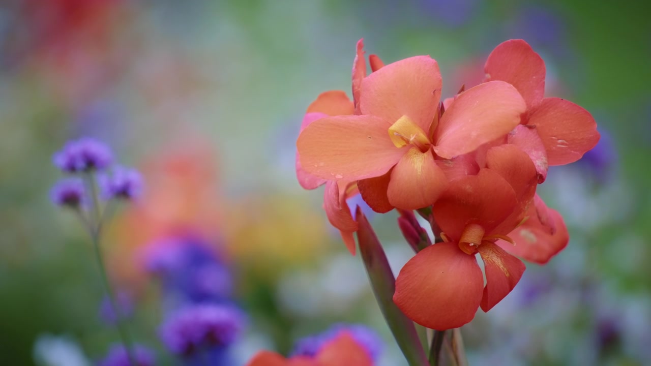 Primo piano di una canna rossa fiorita