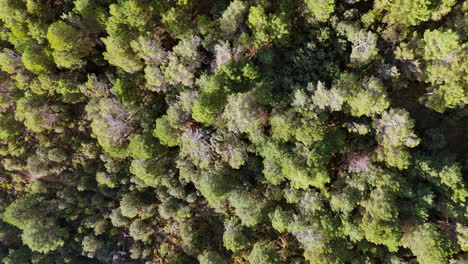 aerial view of a dense pine canopy