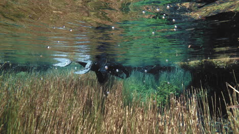 snorkler buceando en la superficie del agua, explorando algas en el fondo