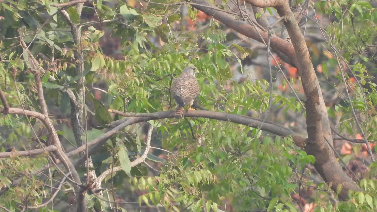 el halcón comiendo comida en el árbol