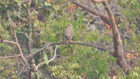 Falcon-eating-food-in-tree-