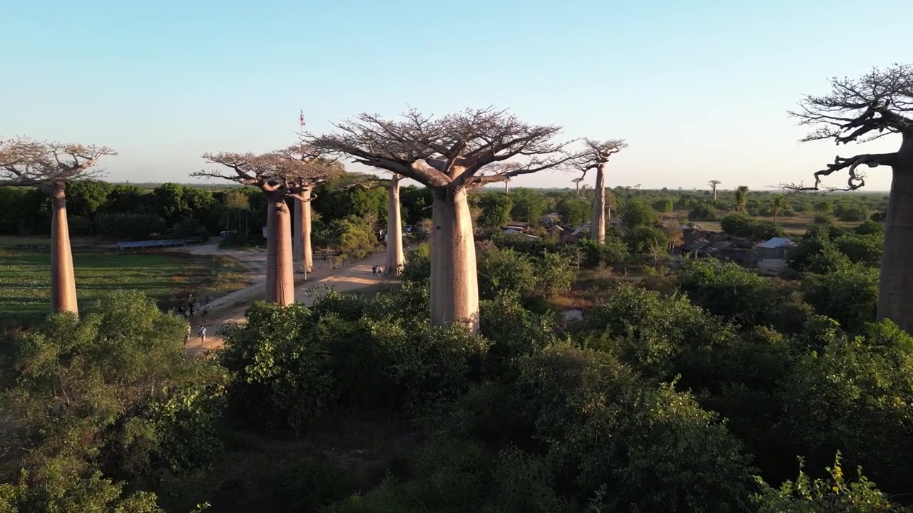 Toma de dron a baja altitud a lo largo del icónico sendero de la Avenida de los Baobabs en Morondava, Madagascar. Majestuosos troncos de árboles gigantes brillando con la suave luz matutina