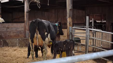 christmas calf with mother in the barn