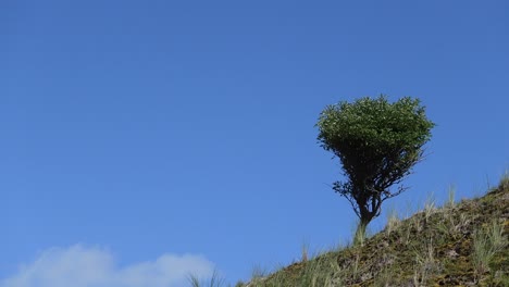 small tree on a hill against blue sky with copy space