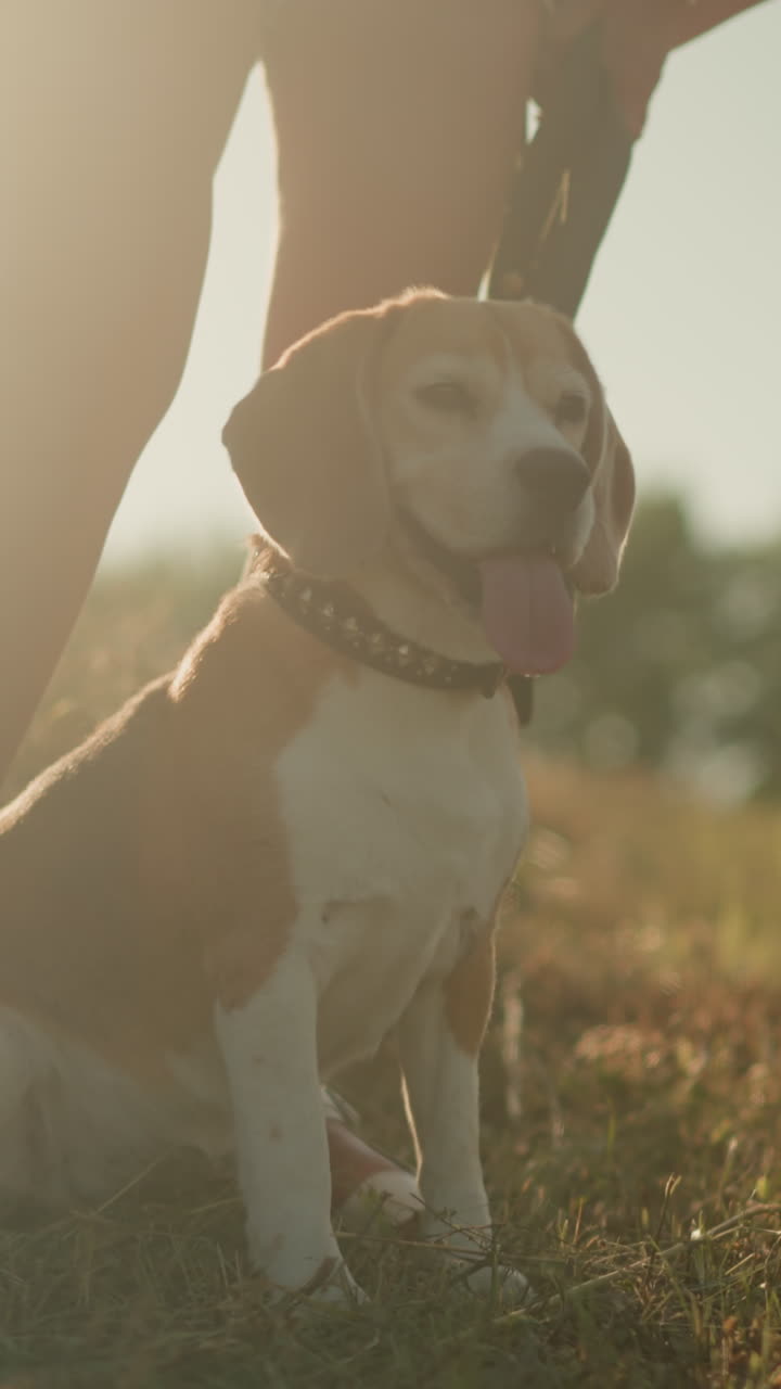 perro beagle sentado al lado de la pierna del dueño en un campo de hierba bajo la luz del sol brillante, con otra persona de pie cerca con las piernas cruzadas, el perro parece enfocado, la lengua fuera, disfrutando del clima cálido