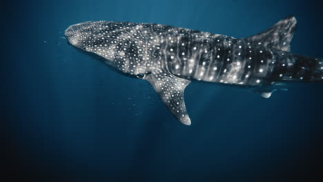 el tiburón ballena y el nadador interactúan pacíficamente mientras el animal nada en aguas azules profundas.
