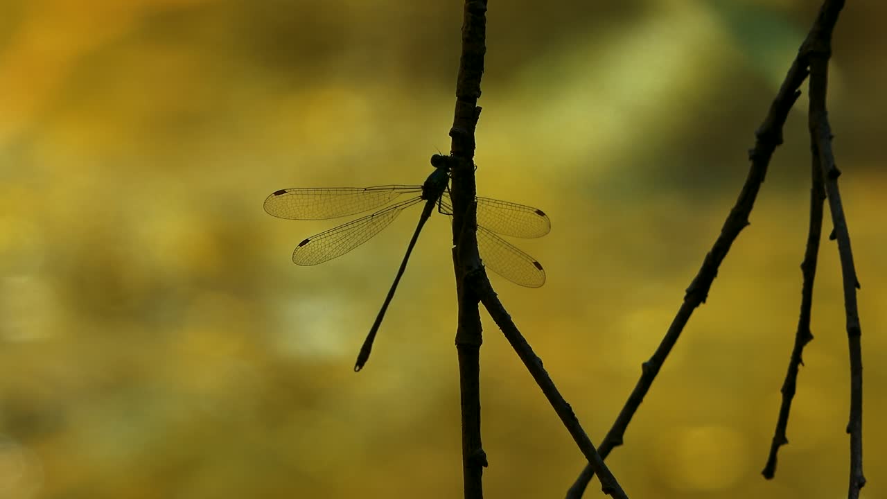 The felt, a wetland in Wörgl, Tyrol. A dragonfly sits with outstretched wings on a branch