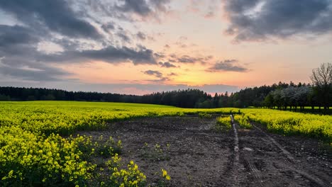 Sonnenuntergang-über-Dem-Gelben-Rapsfeld