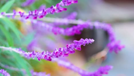 vibrant purple flowers sway gently in breeze