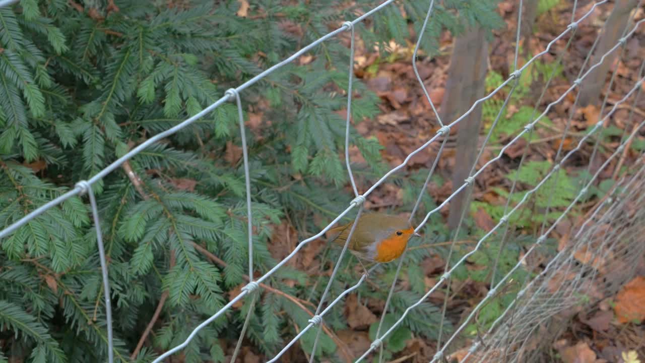 European Robin balanced on wire mesh fence amongst trees