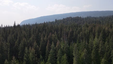Atemberaubender,-Ausgedehnter-Wald,-Der-Sich-Durch-Den-Herald-Provincial-Park-In-British-Columbia,-Kanada,-Erstreckt