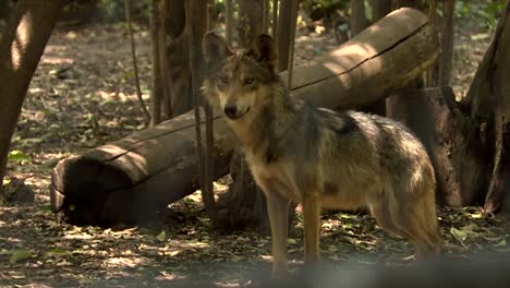 Lobo-Adulto-Viendo-Como-Juegan-Los-Cachorros