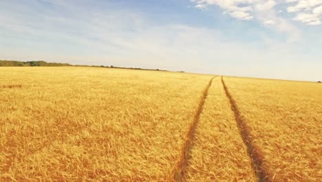 Aerial-view-of-farmer-walking-through-his-fields