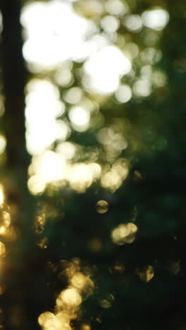 defocused of trees in park