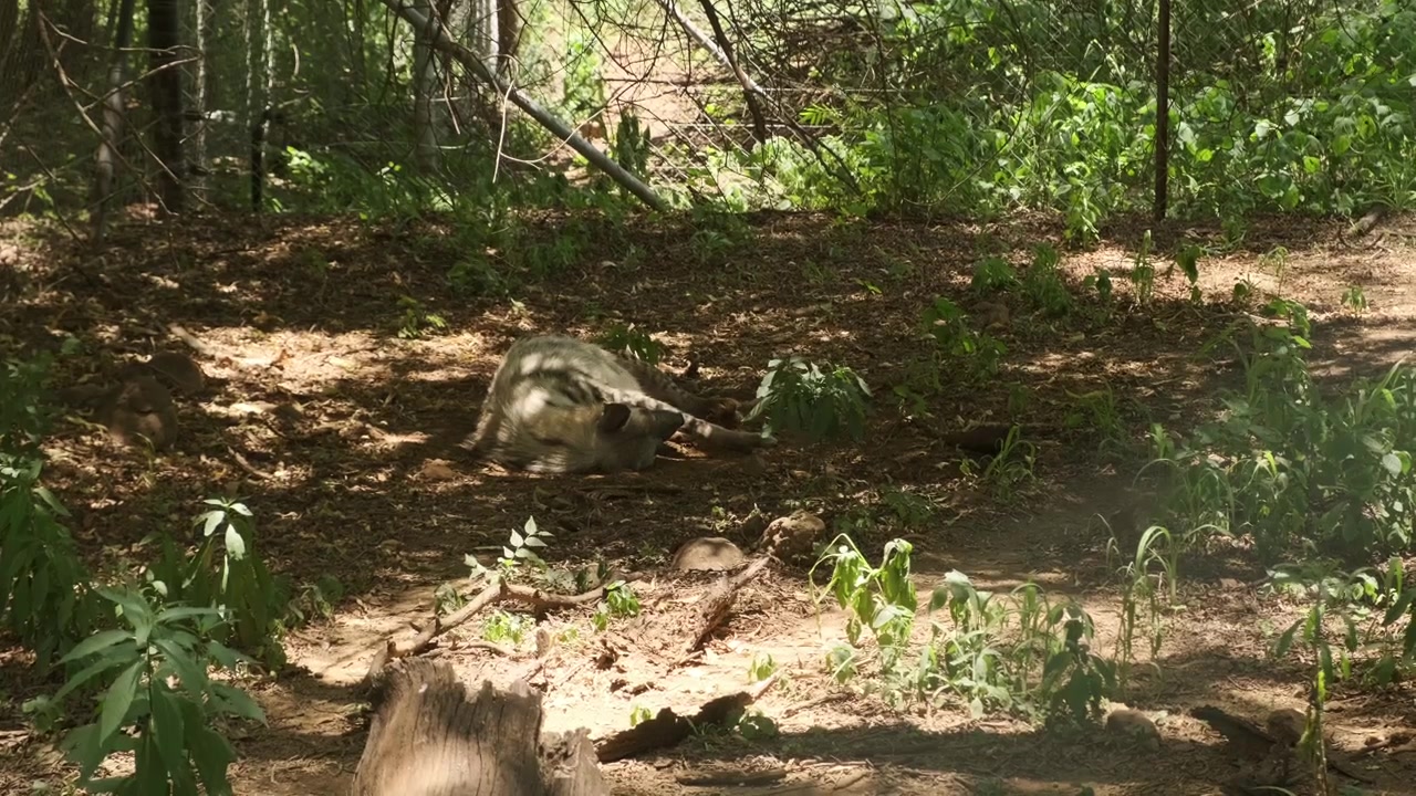 Un animale selvatico che si rotola sul suolo della foresta, circondato da piante verdi e alberi