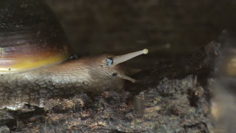 african giant snail crawling in a terrarium in a zoo natural park