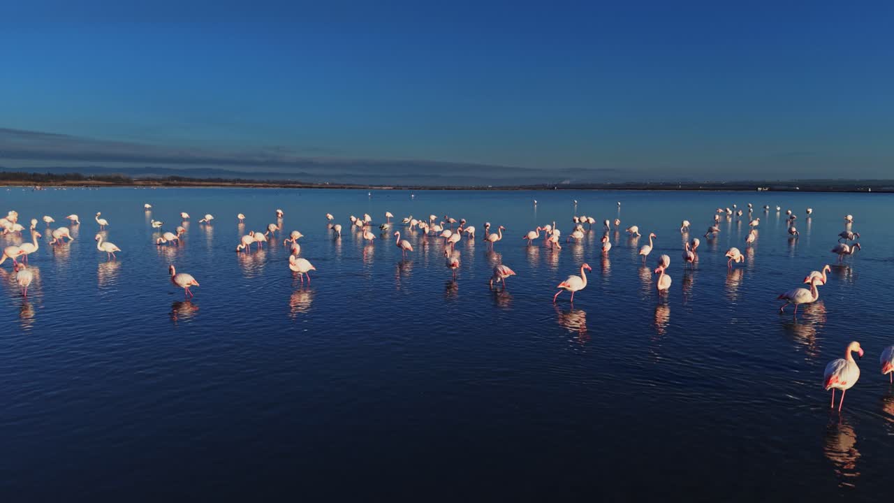 Flamingos gather in shallow water at sunset near a large body of water