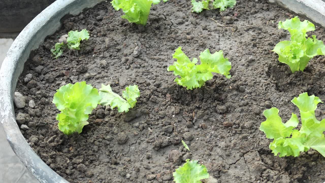Piantare lattuga in un giardino in vaso