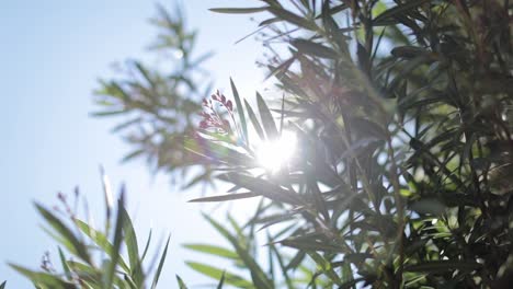 Slow-motion-revealing-shot-of-green-tree-leaves-being-backlit-by-the-bright-sun