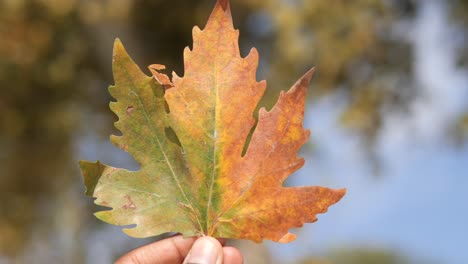 autumn maple leaf in hand