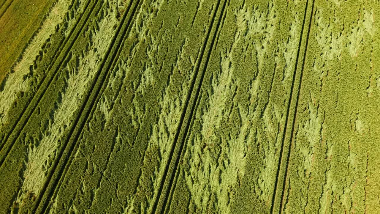 Wind and machine made patterns in rich green farm crop fields AERIAL
