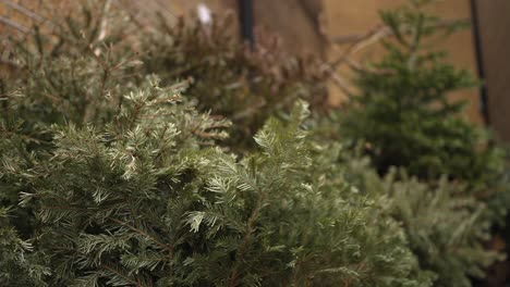 Dead-Christmas-trees-thrown-away-on-the-pavement-in-the-street-next-to-a-brick-wall-with-trash,-ecologic-and-environment-issue