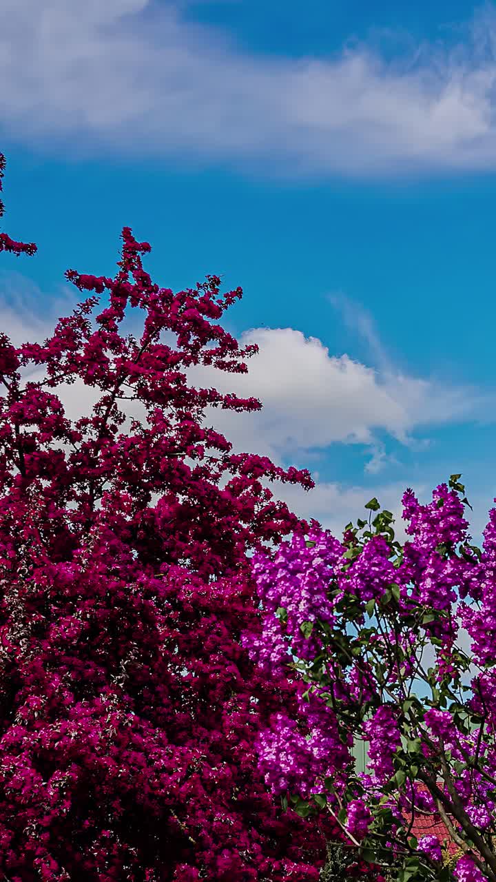 Vertical View Of Vibrant Blooming Flowers Against Blue Sky With Clouds. Timelapse