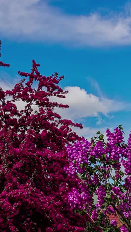 vertical view of vibrant blooming flowers against blue sky with clouds. timelapse