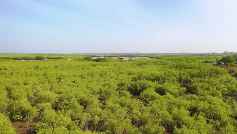 Antena-Sobre-Vastos-Manglares-En-El-Río-Gambia-Gambia-África-Occidental-Termina-En-Un-Albergue-Improvisado-O-Un-Albergue-Remoto