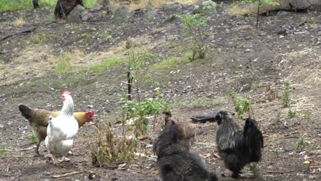 en natural granja abierta vida silvestre granja pollos saludable patio trasero