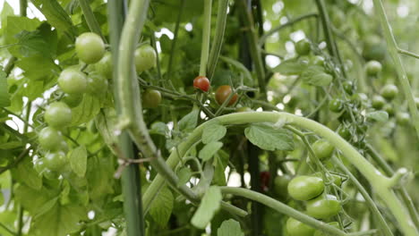 hand picking cherry tomatoes from a vine