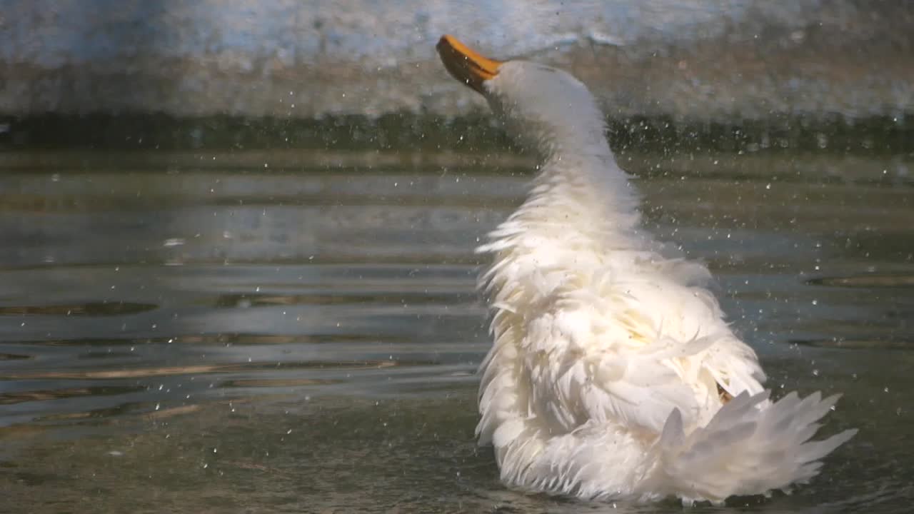 Duck swimming in water