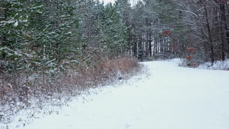 snow covered dirt road or path in the forest