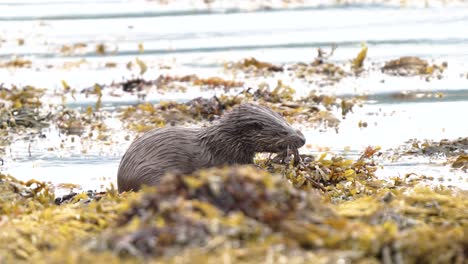 Nutria-Euroasiática-Comiendo-Un-Cangrejo-En-La-Costa-Con-Ondas-De-Agua-Y-Algas