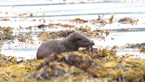 nutria euroasiática comiendo un cangrejo en la costa con agua ondulada y algas