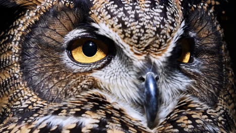 close-up of an owl's face