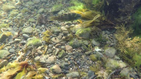 siguiendo a un lábrido anillado mientras nada a través de un arrecife en una reserva marina en wellington, nueva zelanda