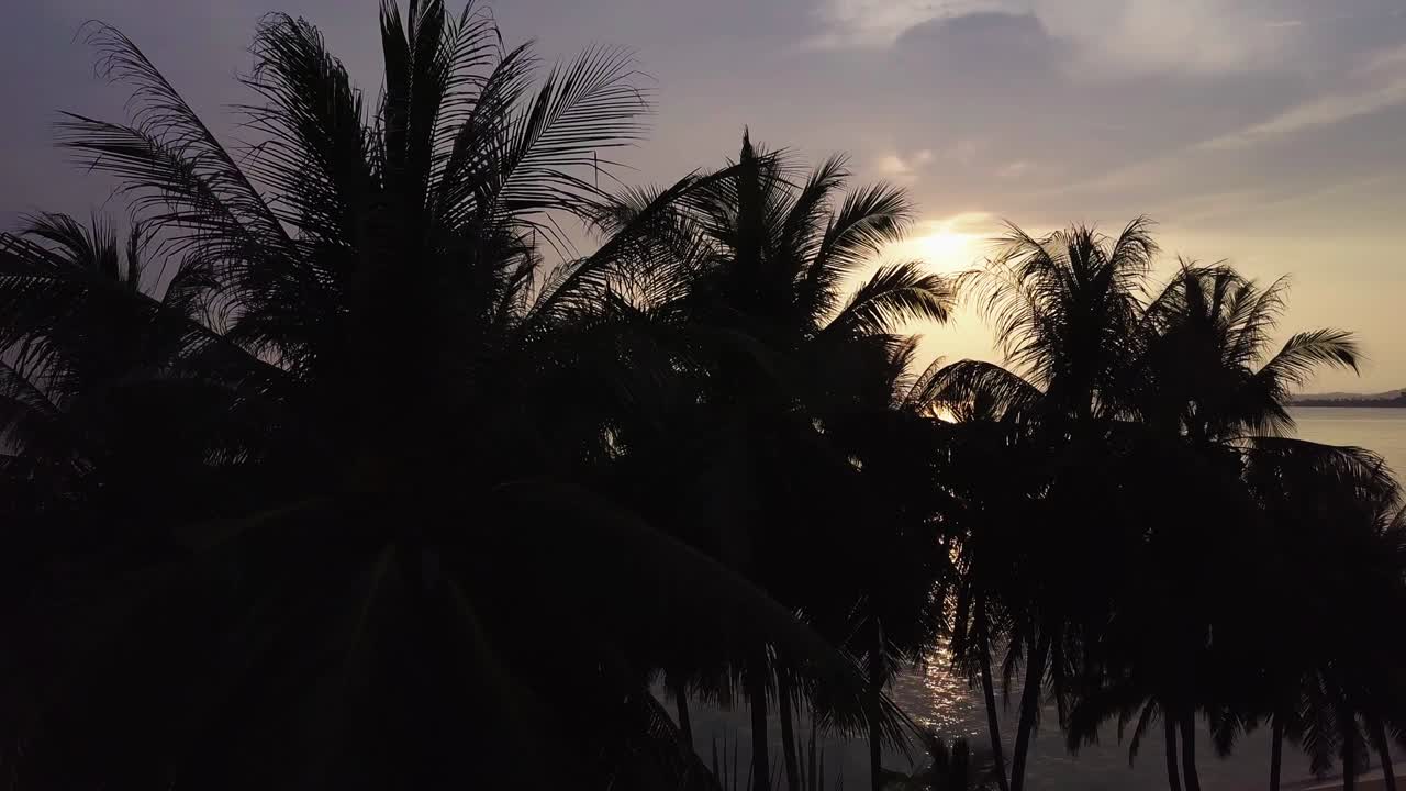 vuelo aéreo sobre las palmeras de coco y el mar al atardecer
