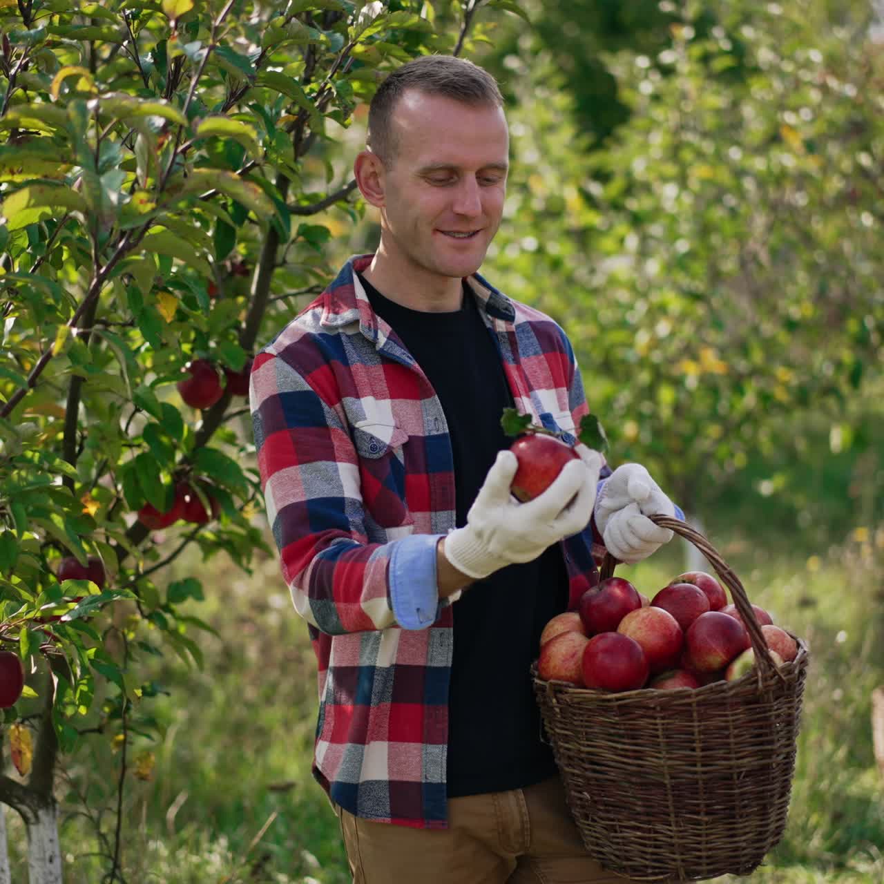 Smiling male farmer has gathered full basket of ripe apples. Man ...