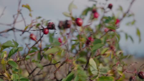 rose hip from wild roses bush on a windy autumn day - static close up