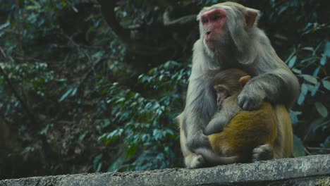 an adult monkey holds its baby close, offering warmth and protection in the lush zhangjiajie forest, capturing a tender moment of parental care in the wild