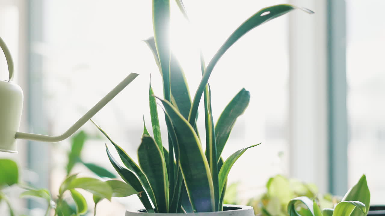 식물에 물을 주고