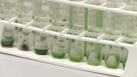 el soporte del tubo de ensayo contiene una colección de diferentes tipos de algas cianobacterias