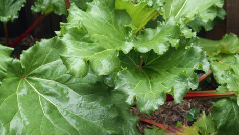 green leafy rhubarb growing in garden on rainy