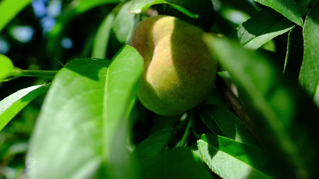 Natural fresh immature nectarine tree branches