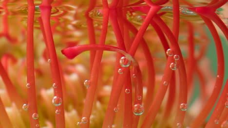 pincushion flower under water