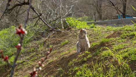 Anständige-Katze-Kratzt-Und-Sieht-Ein-Bisschen-Nicht-Von-Dieser-Welt-Aus