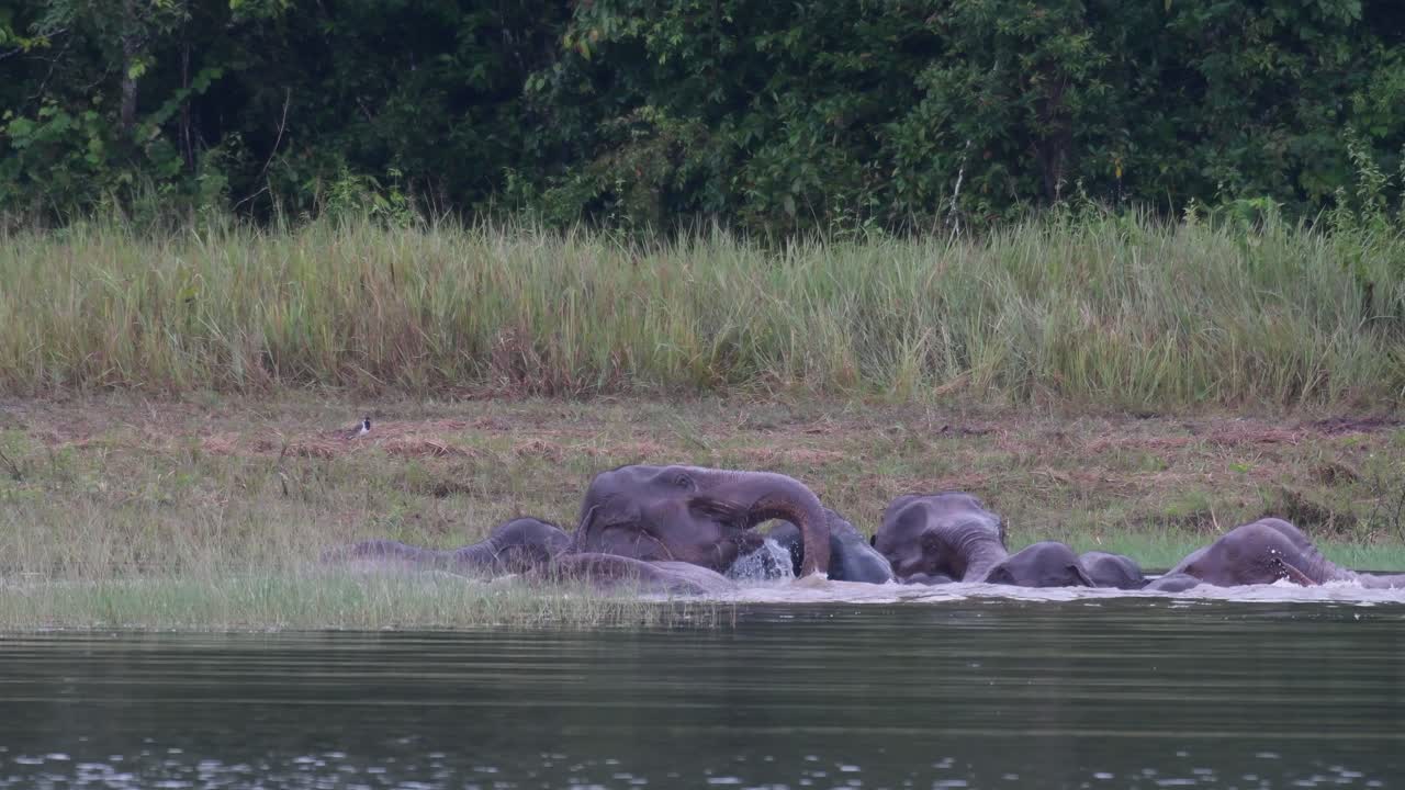 los elefantes asiáticos están en peligro y esta manada se divierte jugando y bañándose en un lago en el parque nacional khao yai